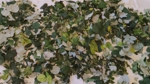 Заготовила чай на зиму