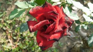 19=09=2025  кмр   (107)