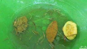 Карась на углях