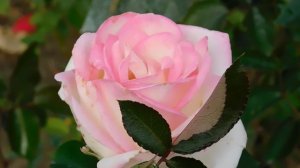 19=09=2025  кмр   (138)