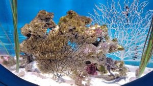 Морские коньки и мои любимые усатые обитатели аквариума