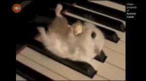 пять ночей с тимохой трейлер