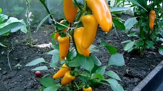 Сладкий Мини Перец  Сорт Лисичка. Вращивание, Уход и Размножение. смотреть онлайн