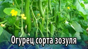 Огурец сорта зозуля особенности посадки и выращивания