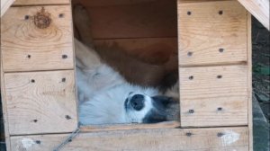 Пёс спит в будке. Уже не кутёнок