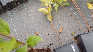 Продажа наборов гортензий.