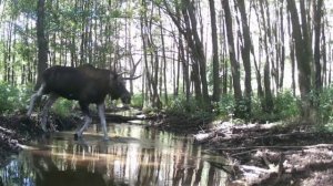 Лось инвалид фото ловушка