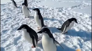 приключение рыжего кота 8 серия