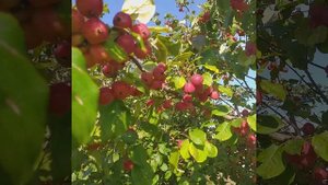 какая благодать !