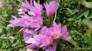 21 сентября. Что в огороде?