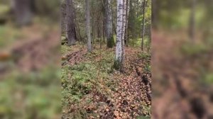 Пути шествие на квадроциклах с жёнами на пляж Чайковский _by_Filmigo.mp4