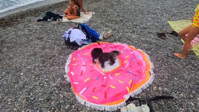 ▶️ Крым август. ЖАРА. Прогулка по Ялте . Море. Собаки уличные. Жизнь на море / Крым смотреть онлайн