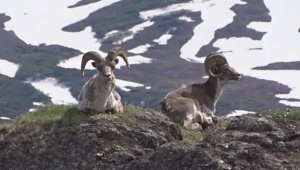 Предупреждение баранам... и себе.