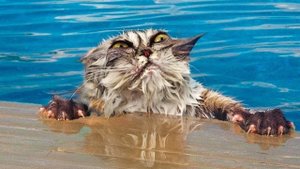 Забавные встречи животных с водой — видео и фото, которые поднимут настроение