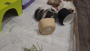 Морские свинки Улли и Пулли маленькие обжорки