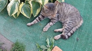 Кот Яша игрун и  мышелов