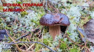 побрали беленьких