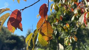 ☀️ В Приморье неделя начнётся с тепла и солнца, но к среде погода испортится