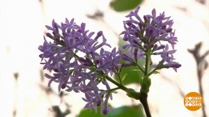 Осень. Сирень цветет... Доброе утро. Фрагмент выпуска от 22.09.2025