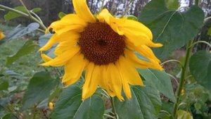 Подсолнухи осенью в Завидово