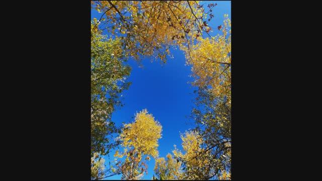 Меж редеющих верхушек... Александр Твардовский. смотреть онлайн