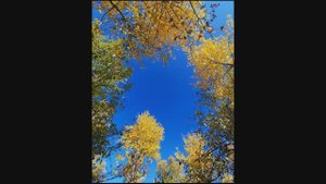 Меж редеющих верхушек... Александр Твардовский.