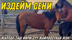 МАЛ ГРУППАЛАРГА ТАРТЫП КОЮҢУЗДАРЧЫ СУРАНЫЧ  #байтв