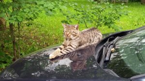 Киса греется на капоте