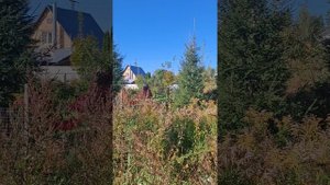 Прогулка по району, лес, школа, собачка🥰🏞Сентябрь2025