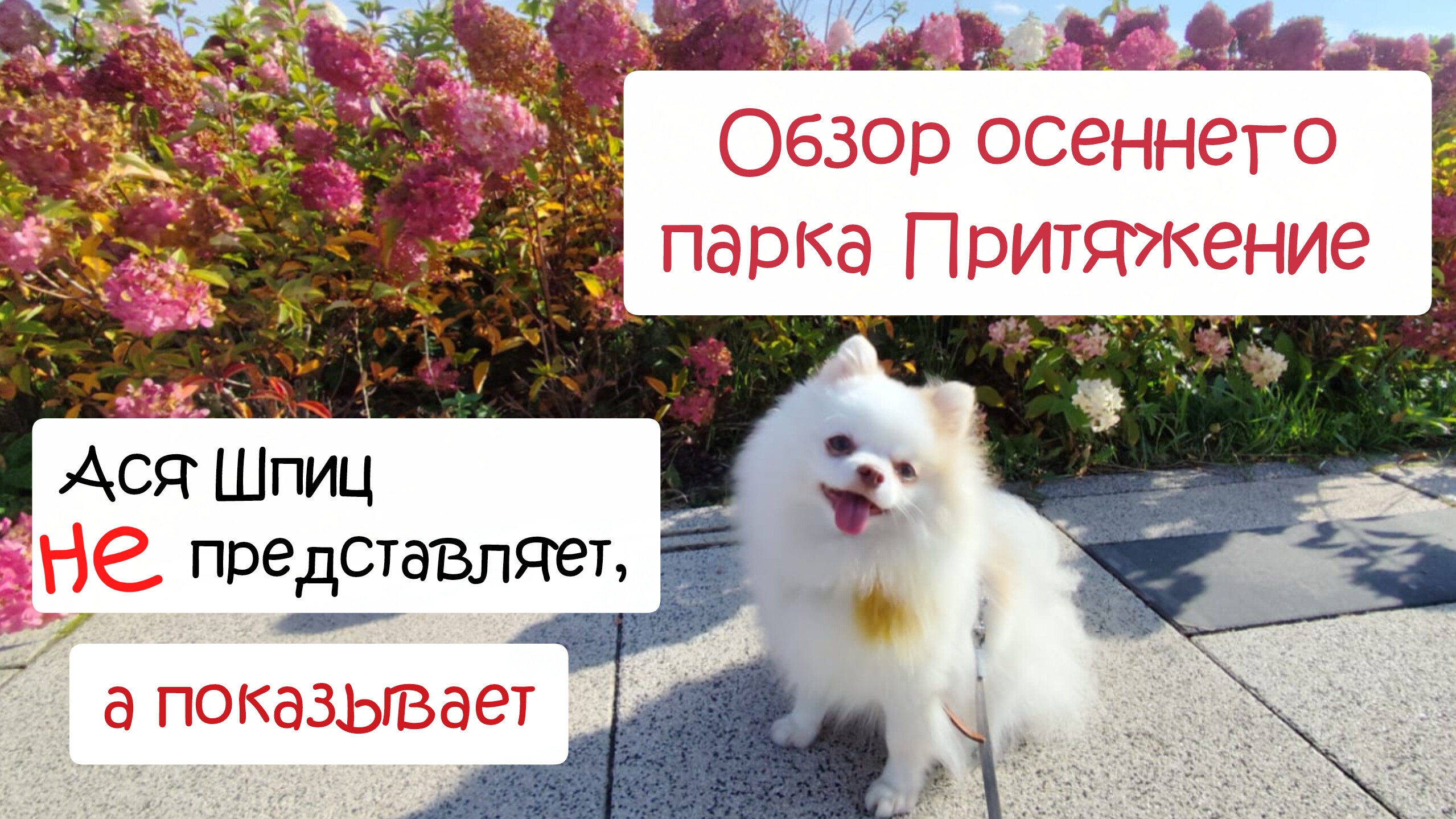 Парк Притяжение Магнитогорск. Обзор осеннего парка с собакой смотреть онлайн