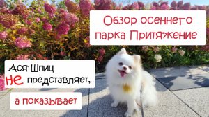 Парк Притяжение Магнитогорск. Обзор осеннего парка с собакой
