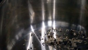 Маринованная цветная капуста (быстро)