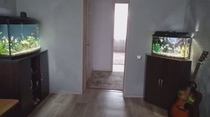 Мои аквариумы 22.09.2025г