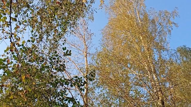 Осень 🍁