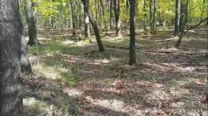 21.09.2025г. /СЬЕЗДИЛИ В ЛЕС, ПОГУЛЯЛИ, ГРИБЫ ВСЕ СУХИЕ/
ОБЫЧНАЯ ЖИЗНЬ В СЕЛЕ