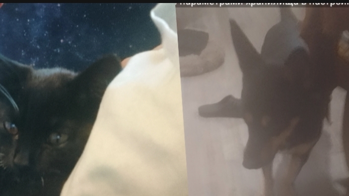 плюшка играется с эльзой