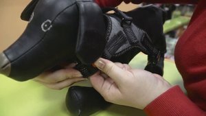 Шлейка для собак Nunbell Vest