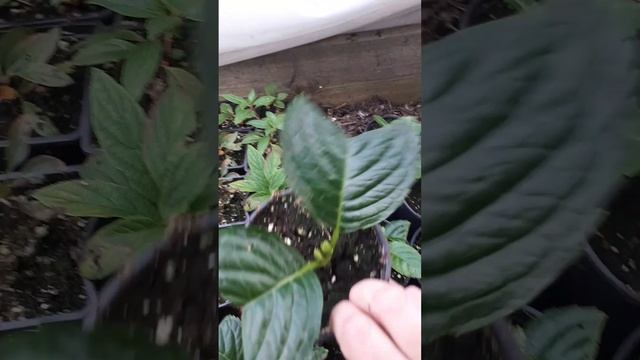 Как правильно сохранить гортензию крупнолистную зимой: секреты успешной зимовки в квартире.