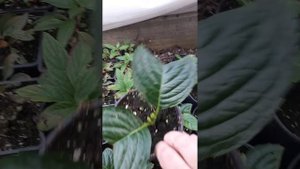 Как правильно сохранить гортензию крупнолистную зимой: секреты успешной зимовки в квартире.