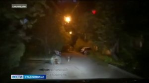 Необычного гостя заметили в самом центре Ставрополя