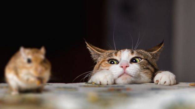 Кошки Мышки