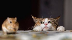 Кошки Мышки