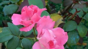 21..09..2025  кмр   (48)