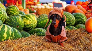 Совет от Жорика. Как выбирать сладкий арбузы, да.