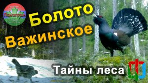 Тайная жизнь леса. Болото Важинское и фауна его окрестностей.