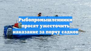 Рыбопромышленники просят ужесточить наказание за порчу садков