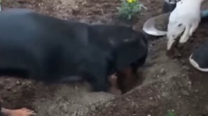 Садовод-любитель🌷😂