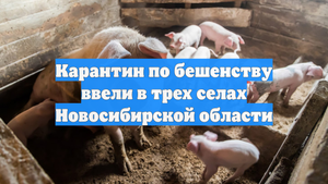 Карантин по бешенству ввели в трех селах Новосибирской области