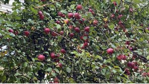 Гуляем по городу и любуемся спелыми яблоками.