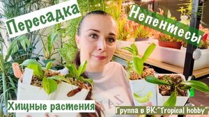 Пересадка. Непентесы которые пришли гнилые, как они сейчас. Новости по участку.